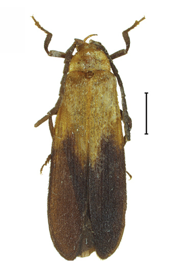 File:Platerodrilus wittmeri adult male 30553-17.jpg