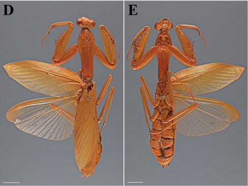 File:The-type-material-of-Mantodea-(praying-mantises)-deposited-in-the-National-Museum-of-Natural-zookeys-433-031-g014 2.jpg
