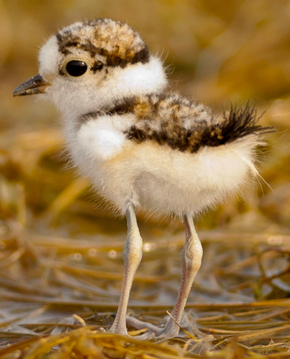 File:Little ringed plover-chick-cropped.jpeg