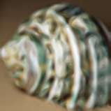 40 by 40 thumbnail of 'Green Sea Shell' (x4 DCCI).png