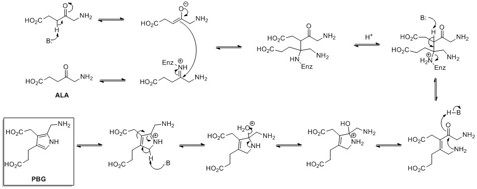 Mechanism of biosynthesis of porphobilinogen