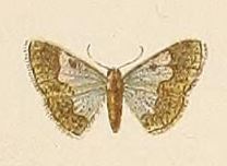 Voeltzkow-pl.6-fig.06-Zamarada aureomarginata Pagenstecher, 1907.JPG