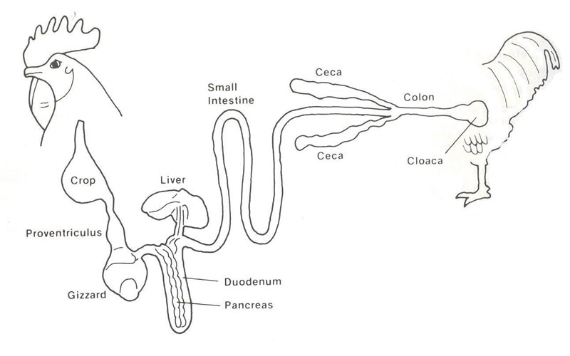 General anatomy of the avian digestive system. The proventriculus is located early in the digestive tract, and is associated with the gizzard.