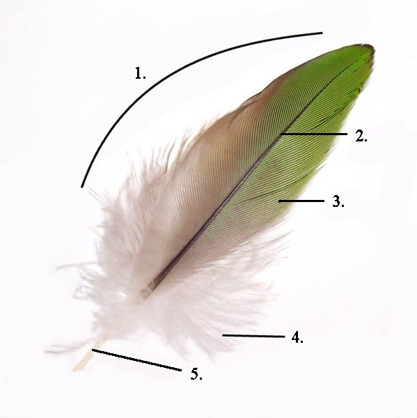 File:Parts of feather modified.jpg