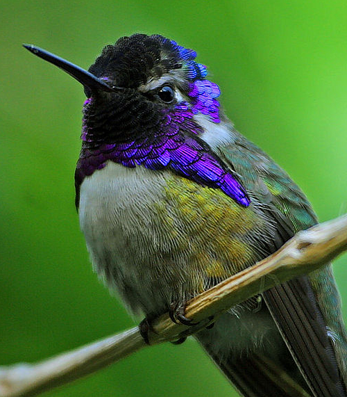 File:Costa's hummingbird (Calypte costae)-cropped.jpeg