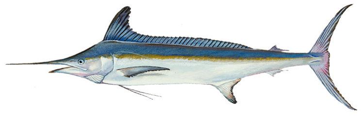 File:Roundscale spearfish (Duane Raver).png