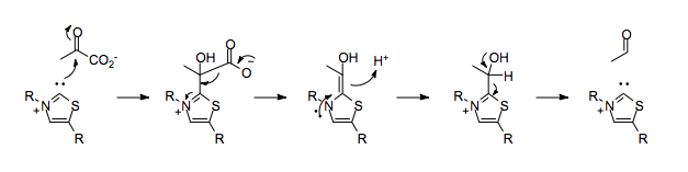 Mechanism of pyruvate decarboxylation