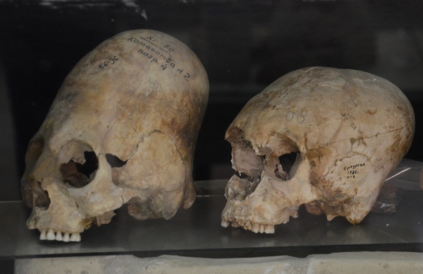 File:Afrosiab, Deformed skulls 600-800 CE.jpg