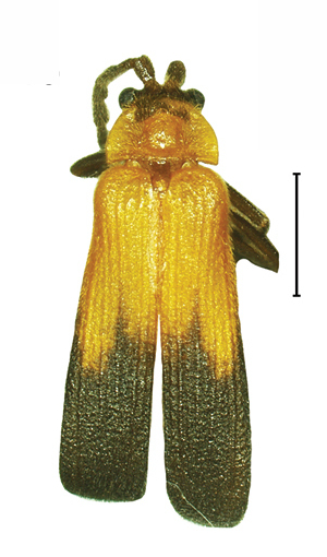 File:Platerodrilus talamauensis adult male 30553-15.jpg