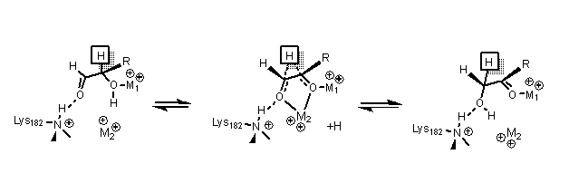 mechanism of xylose isomerization