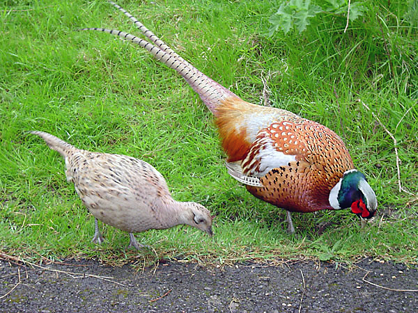 File:Male and female pheasant.jpg