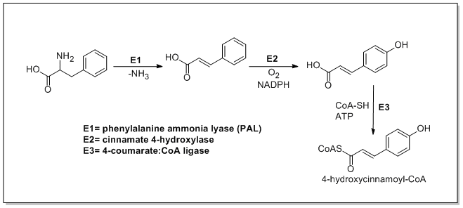 Biosynthesis of 4-hydroxycinnamoyl-CoA.png