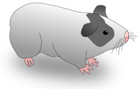 OpenMxguineapig.png