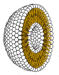 File:Liposome cross section.png