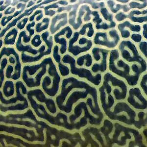 File:Giant Pufferfish skin pattern detail.jpg