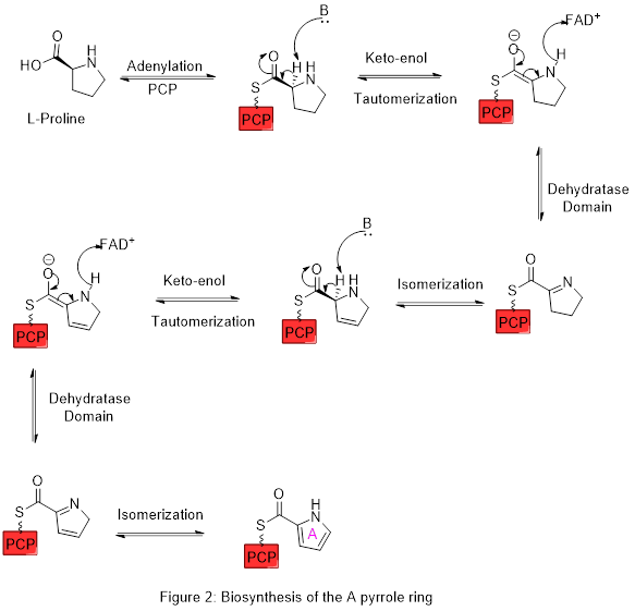 Figure 2: biosynthesis of pyrrole ring A