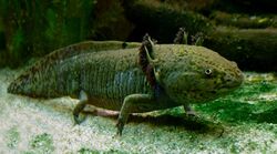 A green salamander with four short legs