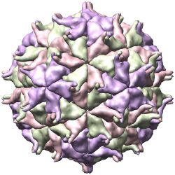 Structure of "Nodamura virus"