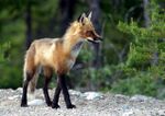 Adult fox.JPG