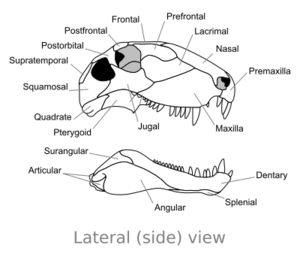 Dimetrodon skull lateral.svg