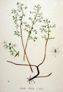 Sedum cepaea — Flora Batava — Volume v20.jpg
