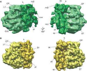 Chloroplast ribosomes Comparison of a chloroplast ribosome (green) and a bacterial ribosome (yellow). Important features common to both ribosomes and chloroplast-unique features are labeled.