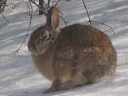 Eastern Cottontail rabbit, Rideau River.jpg