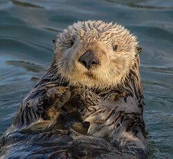 Sea Otter (Enhydra lutris) (25169790524) crop.jpg
