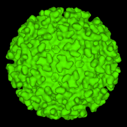 A computer-generated model of the surface of an "Alphavirus" derived by cryoelectron microscopy. The spike-like structures on the virion surface are trimers composed of heterodimers of the virion surface glycoproteins E1 and E2. These spikes are used by the virus to attach to susceptible animal cells