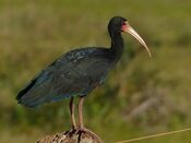 Bare-faced Ibis (Phimosus infuscatus) (28370845522).jpg