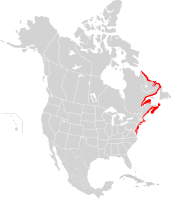 Camptorhynchus labradorius map.svg