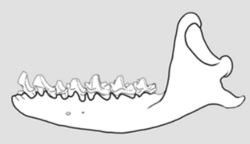 Greater Cuban nesophontes jaw.png