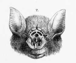 Rhinonicteris aurantia.jpg