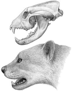 Drawing of a skull (above) and head (below) of an extinct animal