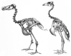 A comparison between the morphologies of the dodo and its closest relative, the Rodrigues solitaire, notable differences include the smaller skull and longer neck of the Rodrigues solitaire