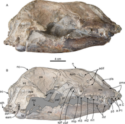 Olympicetus thalassodon skull (3).png