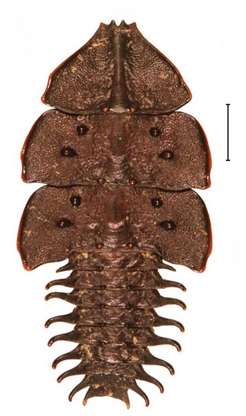 File:Platerodrilus montanus larva 30554-33.jpg