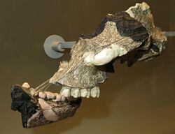 Preserved left half of the skull and right half of the jaw mounted on a wall