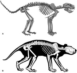 Thylacoleo skeleton diagram.tiff