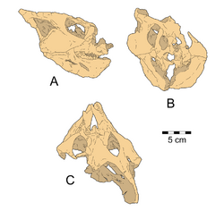Yamaceratops holotype skull.png