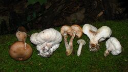 Six mushrooms of various shape and either brown or whitish in color, picked and laid in a row on a bed of moss. The two brown mushrooms have stems and caps. The smallest mushroom also has stem and cap, but is whitish-gray. Three other whitish-gray mushrooms are irregularly shaped and lumpy.