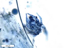 Soil arthropod takes trypan blue stain