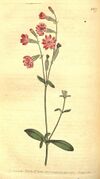 Curtis's botanical magazine (No. 677) (8318332002).jpg