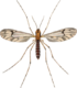 Dixa nebulosa adult John Curtis British Entomology 409.png