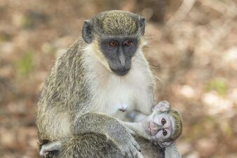 Female with baby, The Gambia