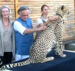 Jairam Ramesh stroking the back of a cheetah at the Cheetah Outreach Centre near Cape Town in 2010