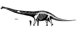 Dreadnoughtus Published Reconstruction (Version 2).jpg