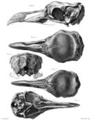 Skull of male (1–3) and female (4–5) Rodrigues solitaires