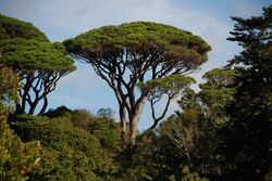 Pinus pinea Wellington Botanic Gardens.jpg