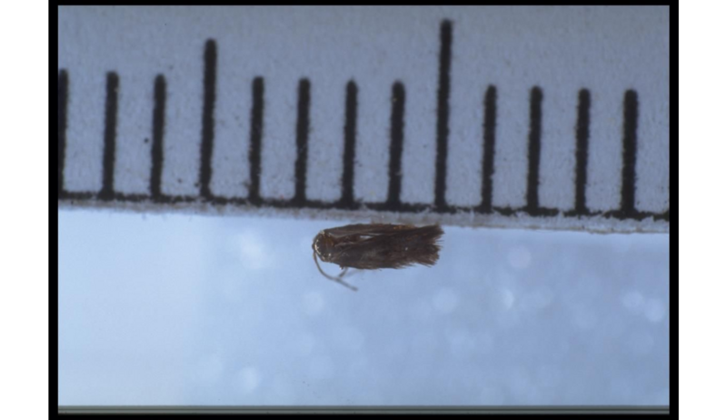 File:Stigmella erysibodea male holotype.png